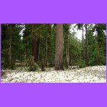 Mt. Hood National Forest 5.jpg